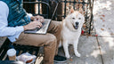 Casual freelancer working on laptop outdoors with Akita Inu dog nearby, capturing urban lifestyle