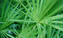 Photo of saw palmetto palm